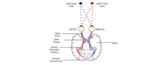 Neural pathway