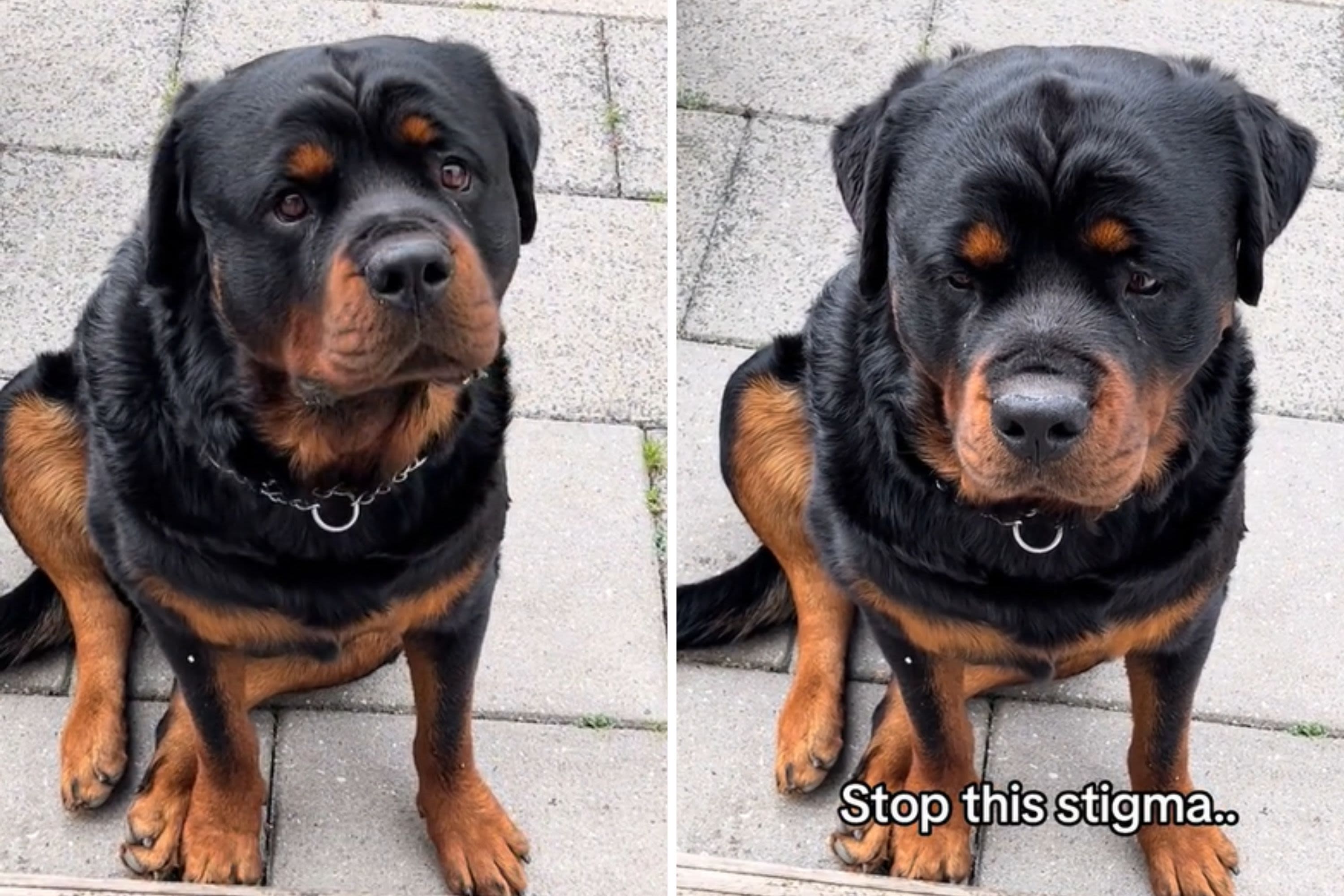 Dog "so confused" at why owners refuse to let their pets play with him