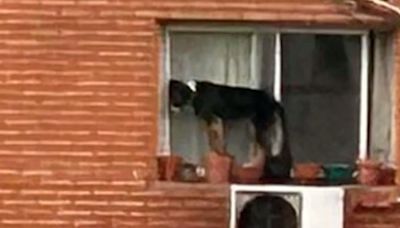 Maltrato animal en Belgrano: rescataron a un perro que estaba por caer al vacío de un sexto piso