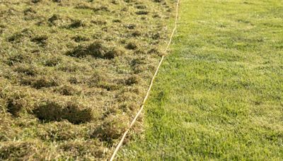 Remove lawn moss in 24 hours with 1 kitchen ingredient expert claims works great