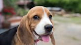 200 Beagle Names for Your Howling Hound
