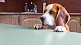 Dog Dad’s Attempt at Cooking With His Beagles Is the Cutest Chaos