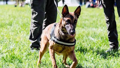 Missing 81-Year-Old Woman Rescued After Police Dog Finds Her Gloves and Walking Cane in the Woods