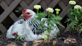 Do HOAs allow you to raise backyard chickens in Texas? It depends.