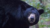 Montana Man Kills Black Bear He Found in His Living Room After 'Abnormal' Early Morning Break-In
