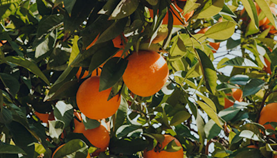 Descubre cómo la naranja es un blanqueador natural