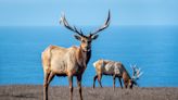 Elk Wandering Around Cannon Beach, Oregon Is a Sight to See