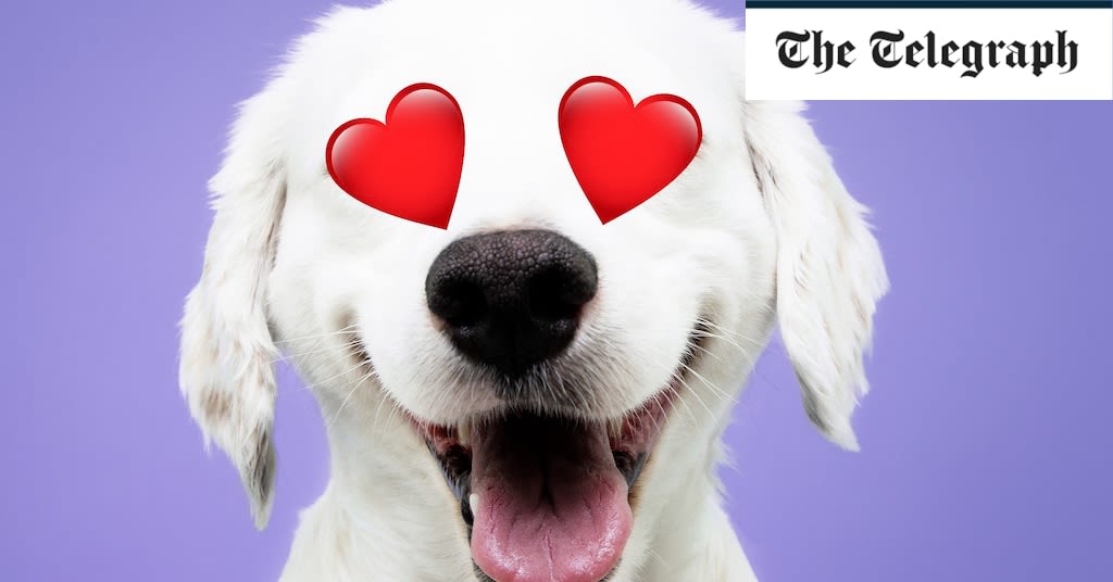 How to tell if your dog really loves you