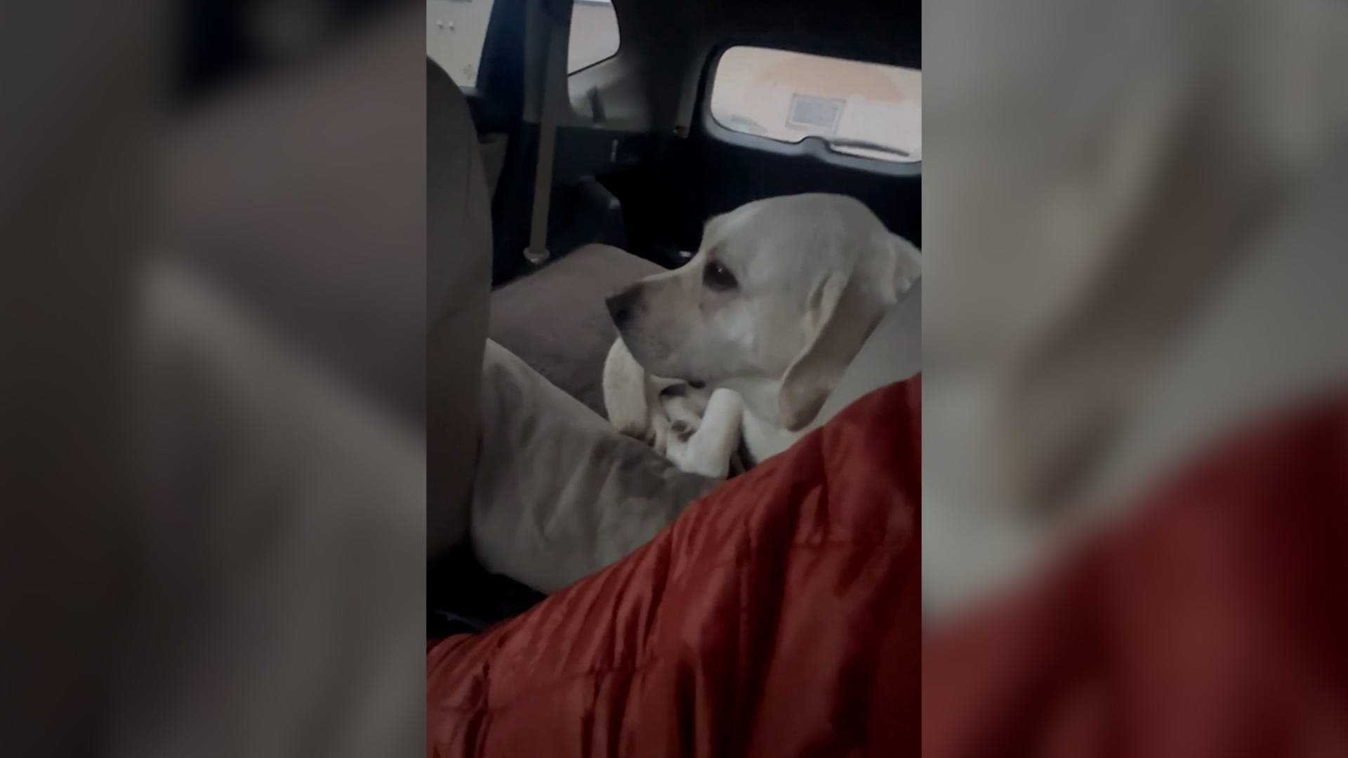 'That's not my dog': Video shows Montana man on pizza run drive off in wrong car