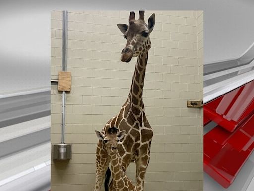 Meet the Birmingham Zoo’s baby giraffe Mopane