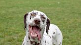 Owner takes velcro dog to explore huge field, it doesn't go as expected