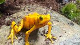 Endangered frogs now front and center at New Bedford's Buttonwood Park Zoo