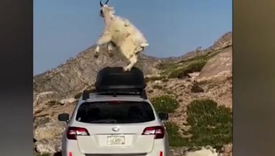 Watch: Mountain goat shows off dance moves on top of Subaru