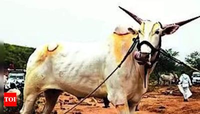 Karnataka farmer buys ox for Rs 18 lakh | Bengaluru News - Times of India