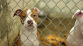 Animal Care Centers in New York Reach Capacity, Closed for Dog Surrenders