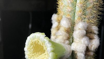 Key Largo Tree Cactus Is First Florida Species to Become Locally Extinct Due to Climate Change - EcoWatch