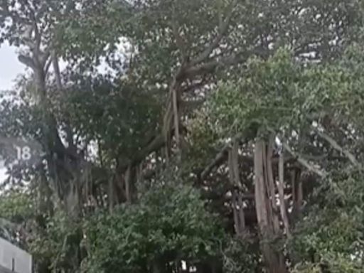 In Srikakulam, Banyan Tree Planted By Mahatma Gandhi In 1942 Still Thrives - News18