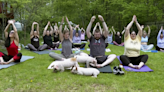 Three little piggies at a yoga class = maximum happiness