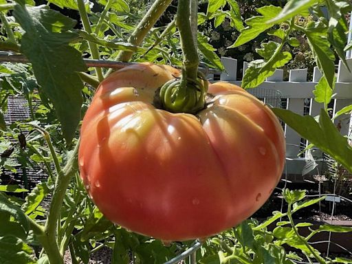 Is growing tomatoes a yearly struggle? This might be the root of the problem