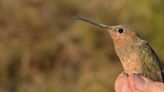 Descubrieron la especie de colibrí más grande del mundo