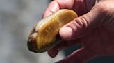 All razor, bay clam harvesting closed along entire Oregon Coast due to biotoxin