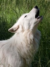 File:Howling White Wolf.jpg - Wikipedia, the free encyclopedia
