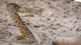 California hiker bitten by rattlesnake on popular trail