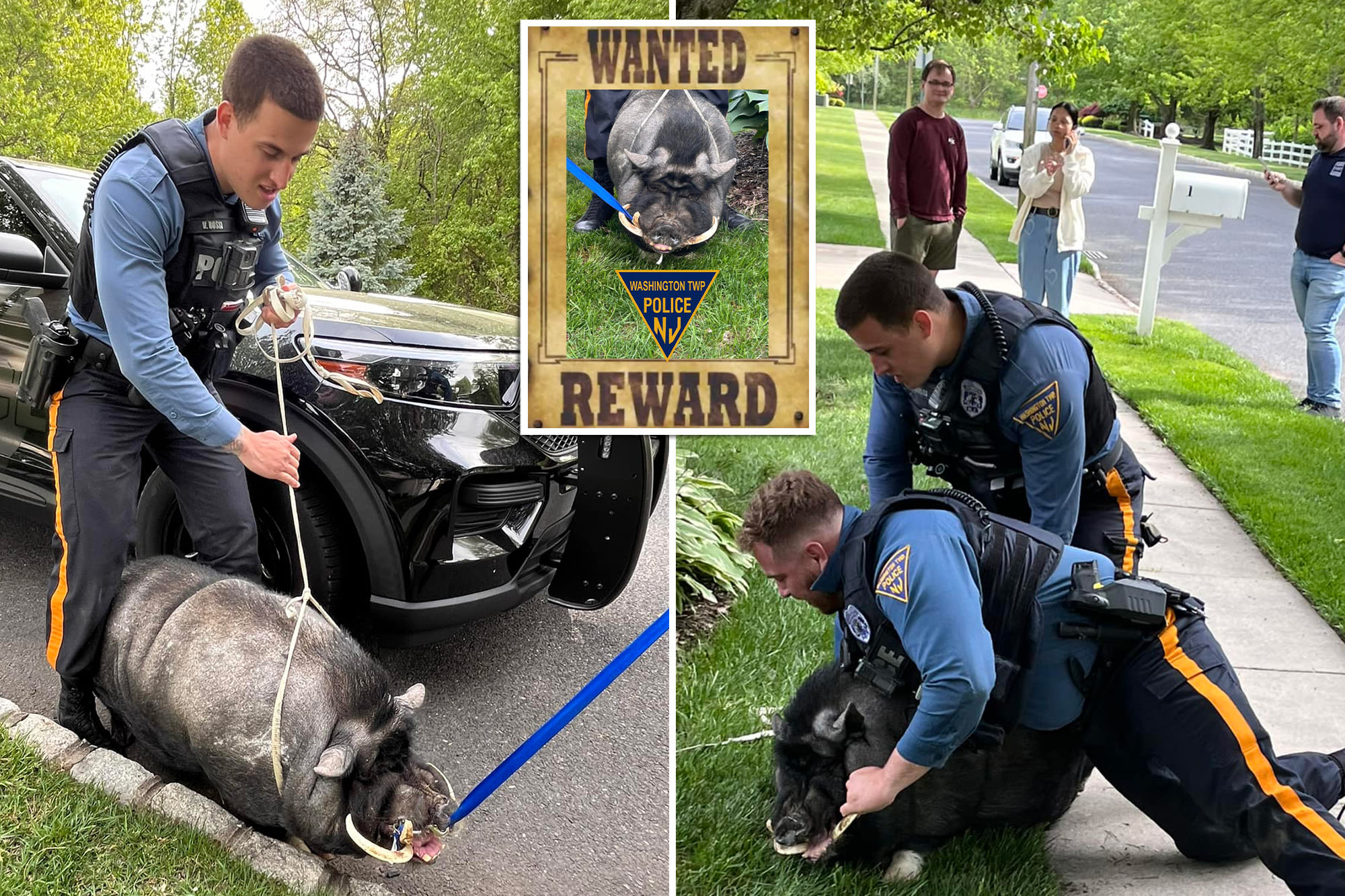 NJ cops wrangle runaway 200-pound pig named Pumba