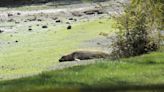 Seal can stay on Greater Victoria beach if he doesn’t ‘go rogue’: DFO