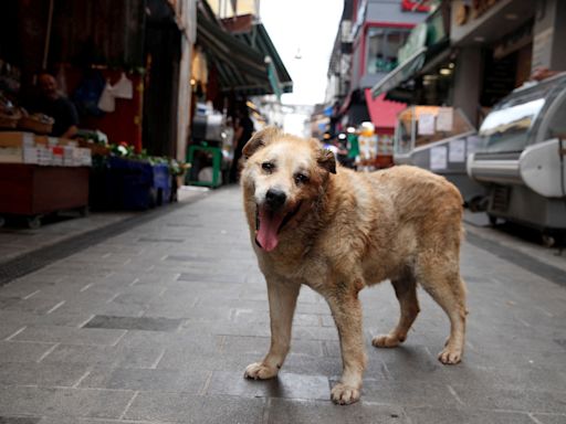 Turquia avança com abate de milhões de cães vadios. Oposição denuncia “lei do massacre”