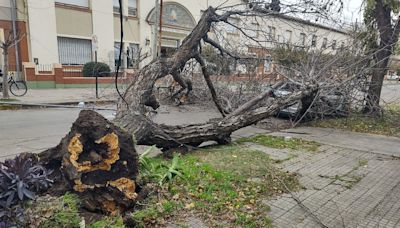 Sin anuncios oficiales de poda, se siguen cayendo árboles en La Plata - Diario Hoy En la noticia