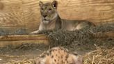 Zoo Knoxville's newest lion cub has died, a 'devastating and heartbreaking' loss