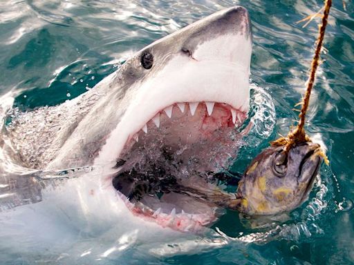 Shark Week 2024 hosted by John Cena: How to watch and what to know