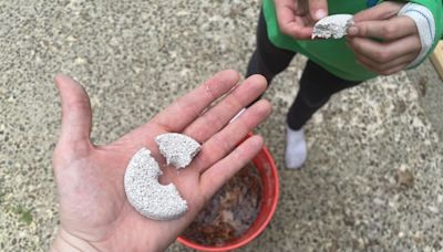 How to Trap Mosquitoes in a “Bucket of Doom”