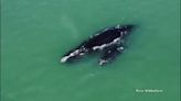 Video captures ‘rarely seen’ mama whale and calf near North Carolina coast