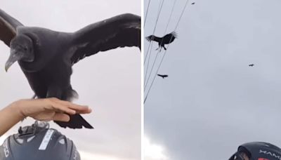 In Spine-Chilling Video, Vulture Lands Right On Paraglider's Head - News18