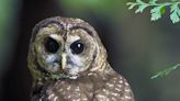 Kill barred owls so spotted owls can live? Wildlife service should put plan on hold say conservation groups