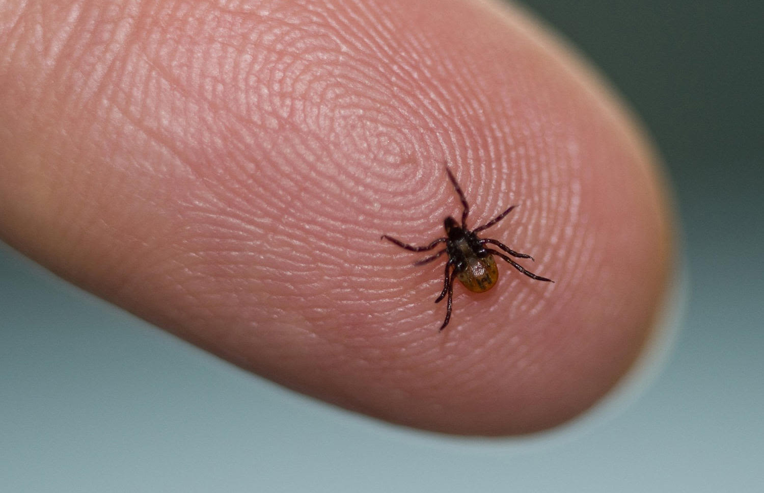 Most tick bites go unnoticed. Here's how to identify and treat them