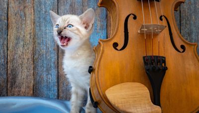 Stray Cat Wanders Onstage To Hear Orchestra at Istanbul Music Festival and Steals the Show