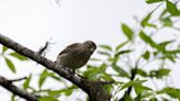 Liberan en las Galápagos a 510 pinzones criados en cautiverio para repoblar la isla Floreana