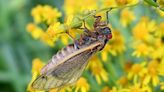 Cicadas are here: Coming out party underway as 2 broods of noisy insects make appearance | Chattanooga Times Free Press