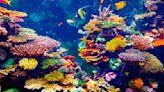 Los arrecifes: pilares fundamentales del ecosistema marino