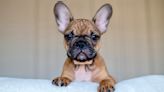 32 most popular dog breeds