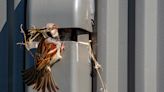 Birds in Your Dryer Vent? Here's How to Remove Them Safely and Humanely