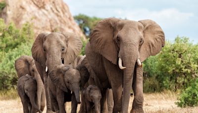 Man on safari killed by elephant after leaving car to take pictures