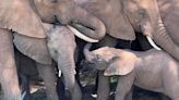 Elephants have nicknames for each other, scientists find in 'really exciting' discovery
