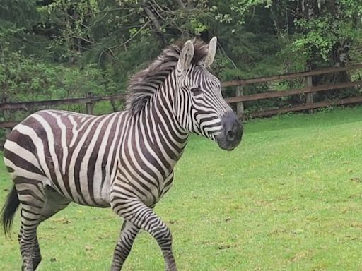 Zebra zeal leads King County official to ask public to stay away from area of sightings