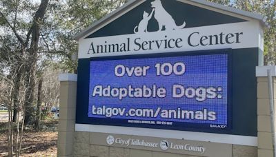 Tallahassee animal shelter in need of foster parents amid influx of 50 dogs