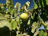 Cherimoya