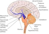 Dopaminergic pathways